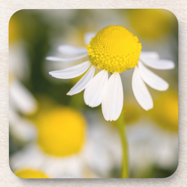 Chamomile Blume nah-up, Ungarn Untersetzer (Vorderseite)