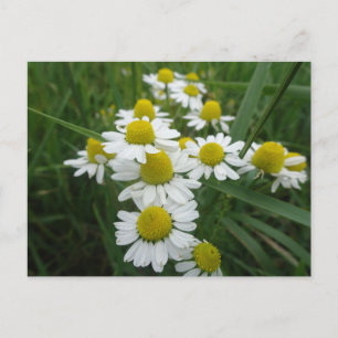 Chamomile Blume Nahe Postkarte