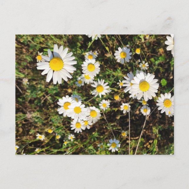 Chamomile-Blume Postkarte (Vorderseite)