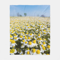 Chamomile Field, Ungarn