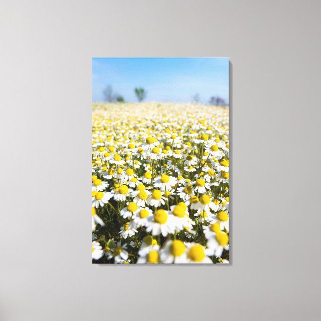 Chamomile Field, Ungarn Leinwanddruck (Vorderseite)