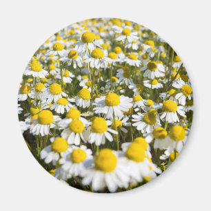 Chamomile Field, Ungarn Magnet