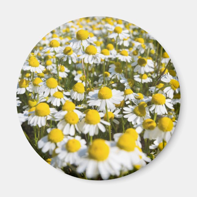 Chamomile Field, Ungarn Magnet (Vorne)