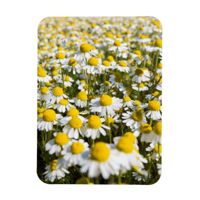 Chamomile Field, Ungarn Magnet (Vertikal)