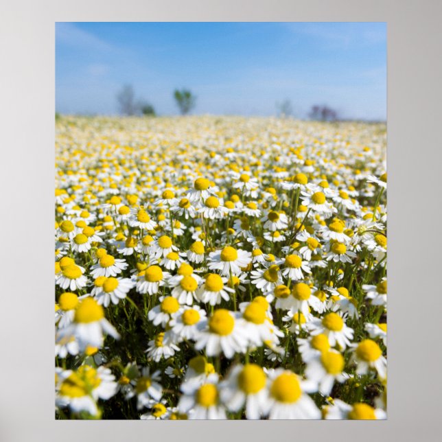 Chamomile Field, Ungarn Poster (Vorne)