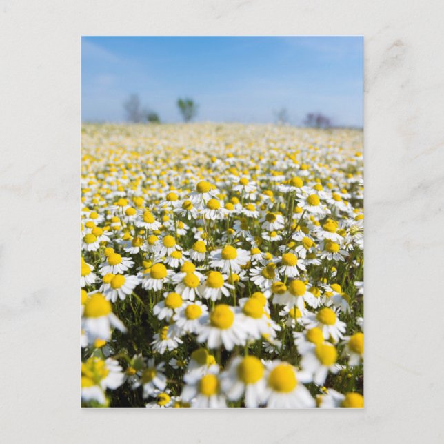 Chamomile Field, Ungarn Postkarte (Vorderseite)