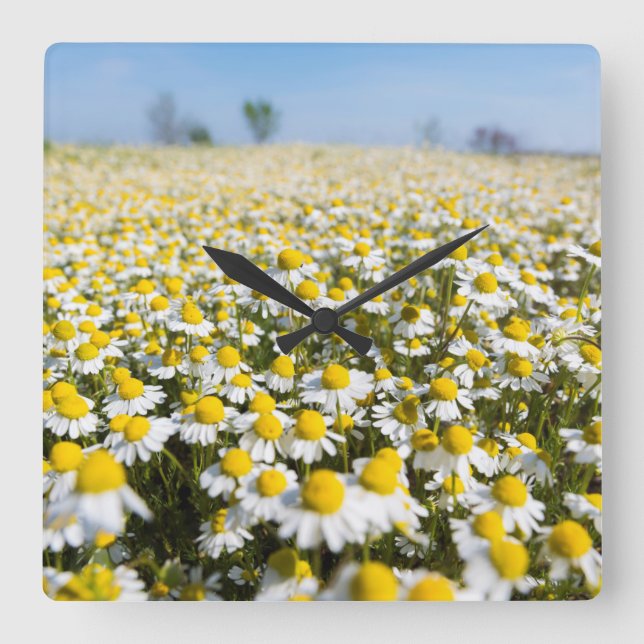 Chamomile Field, Ungarn Quadratische Wanduhr (Vorderseite)
