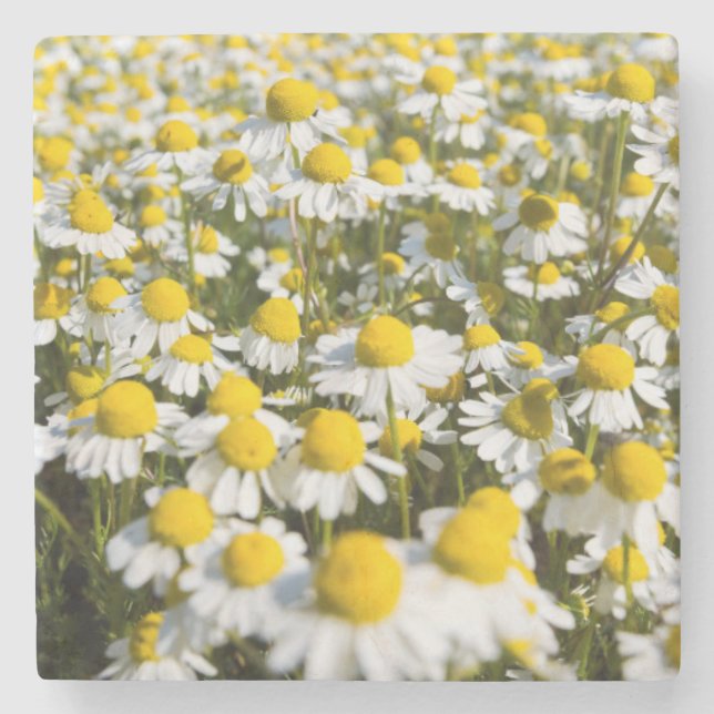 Chamomile Field, Ungarn Steinuntersetzer (Vorderseite)
