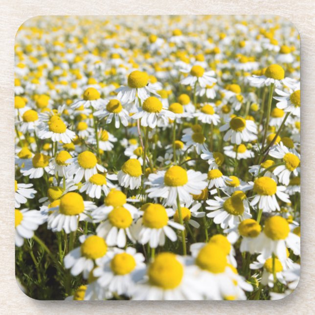 Chamomile Field, Ungarn Untersetzer (Vorderseite)