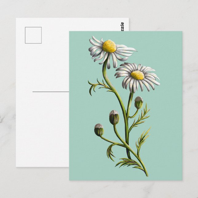 Chamomile Postcard Postkarte (Vorne/Hinten)