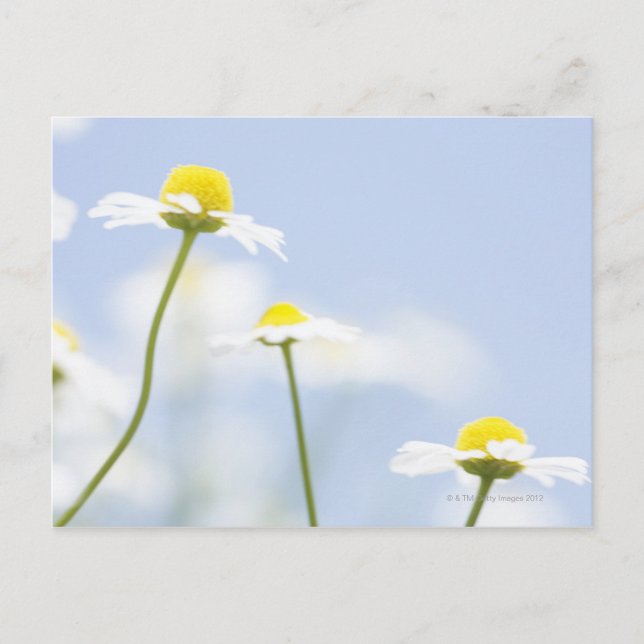 Chamomile Postkarte (Vorderseite)