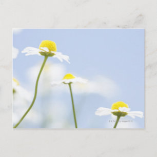 Chamomile Postkarte