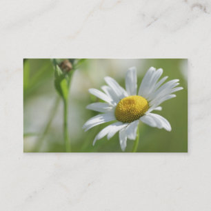 Chamomile Telefonnummerkarte
