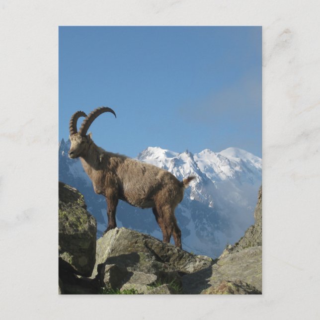 Chamonix Postkarte (Vorderseite)