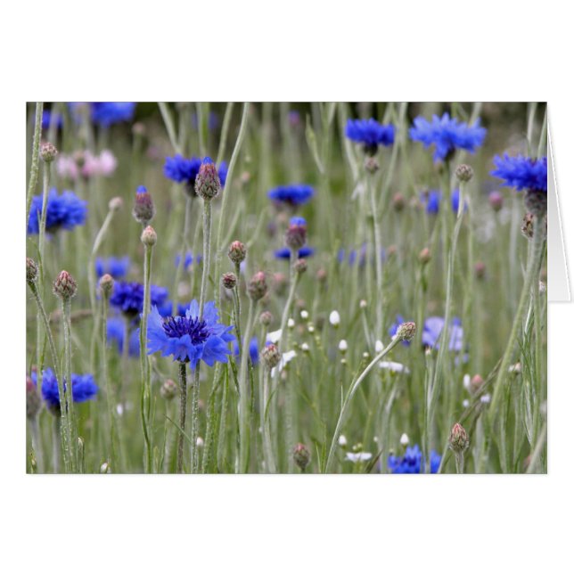 Champ bleu (Devant horizontal)