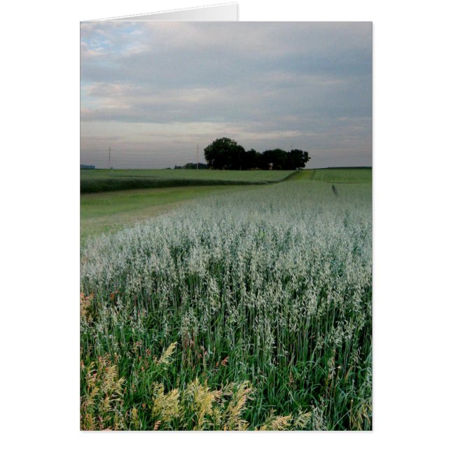 Champ de blé agricole du Midwest (Devant)