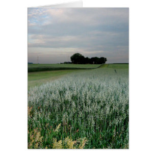 Champ de blé agricole du Midwest
