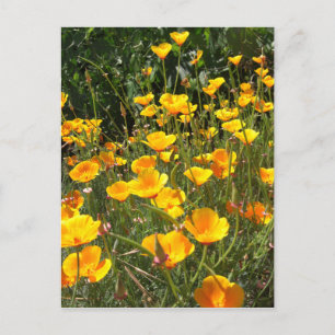 Champ de cartes postales de pavots