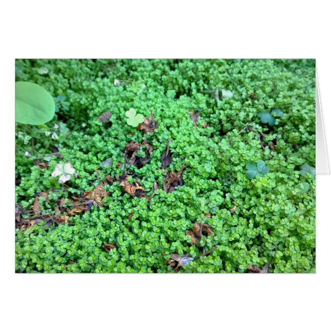 Champ de Clovers (Devant horizontal)