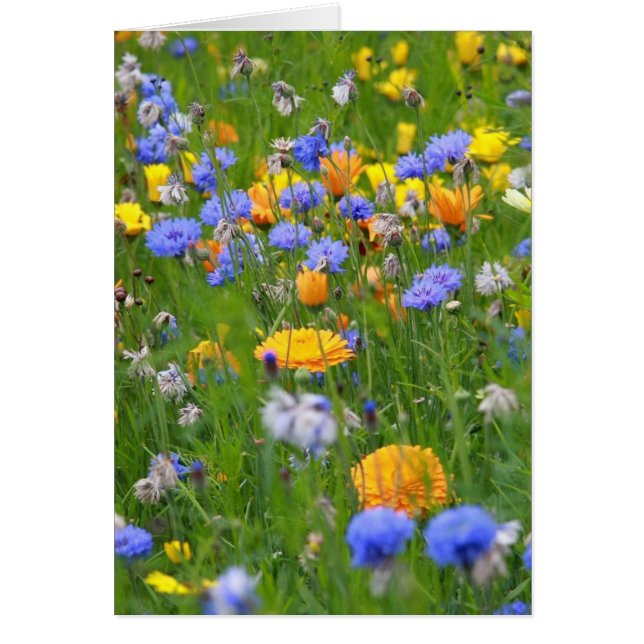 Champ De Fleurs (Devant)