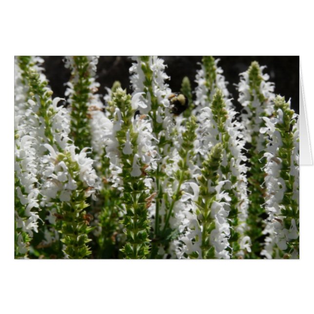 Champ de fleurs de lavande blanche (Devant horizontal)