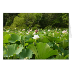 Champ de fleurs de Lotus Jardin d'été