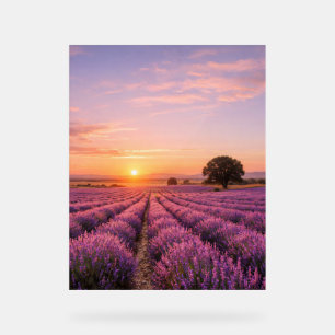 Champ de lavande en fleurs au coucher de soleil do