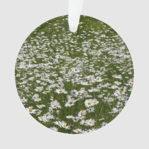 Champ de marguerites Fleurs sauvages de l'Alaska