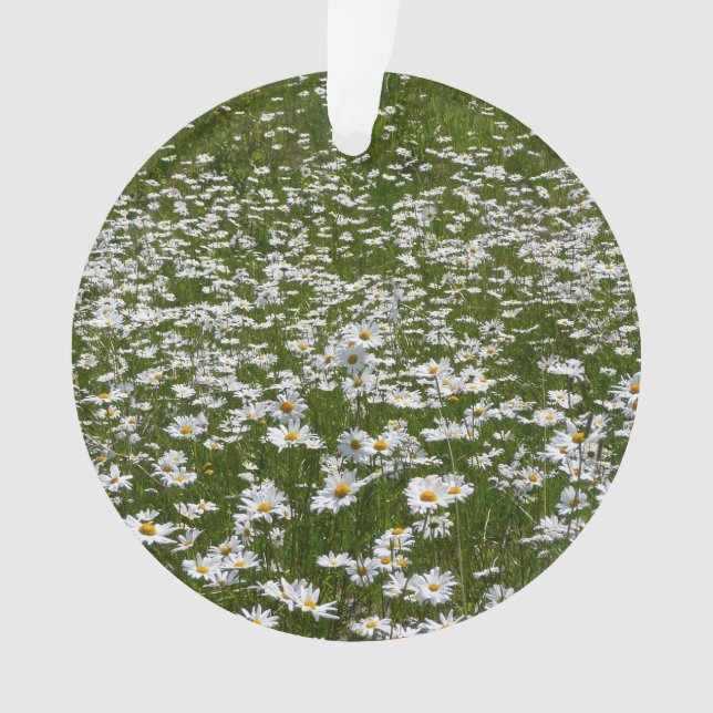 Champ de marguerites Fleurs sauvages de l'Alaska (devant)
