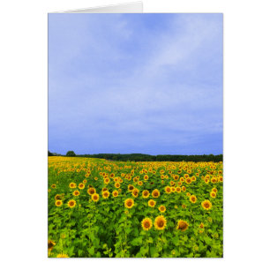 Champ de tournesols