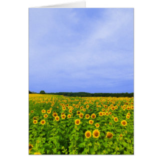 Champ de tournesols