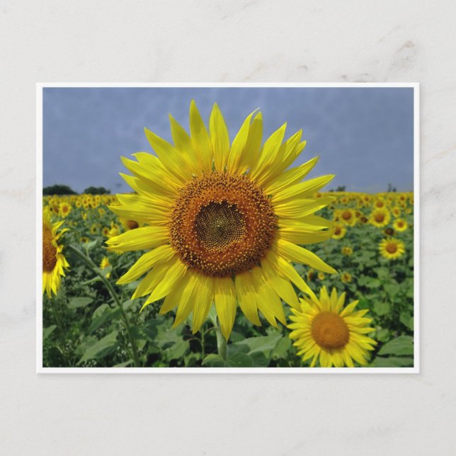 Champ de tournesols et carte postale Sky Bleu (Devant)