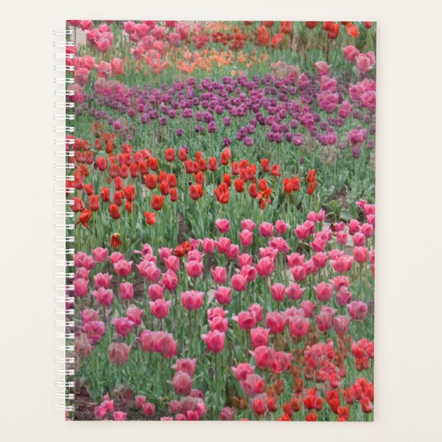 Champ De Tulipes (Devant)
