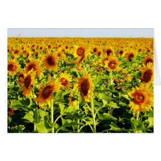 Champ des tournesols