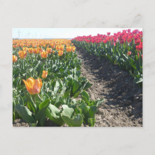 Champ do-it-yourself carte postale Orange and Red