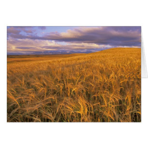 Champ d'orge en maturation le long des montagnes R