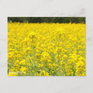 Champ Rapeseed : Carte postale