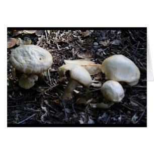 champignon 1
