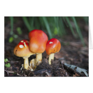 champignon de la famille des Amanita