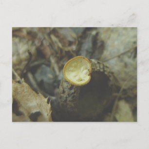 Champignon en forme de coupe sur une carte postale
