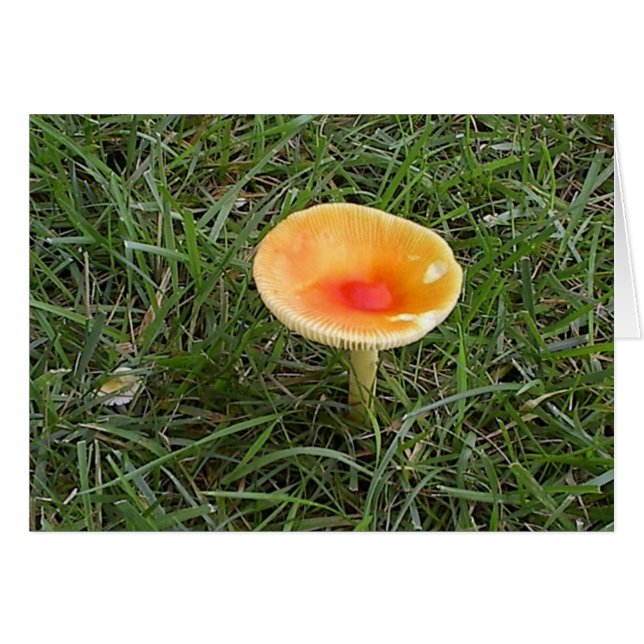 Champignons2 (Devant horizontal)