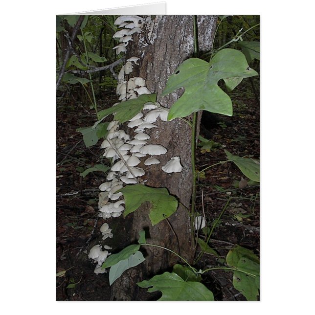 Champignons4 (Devant)