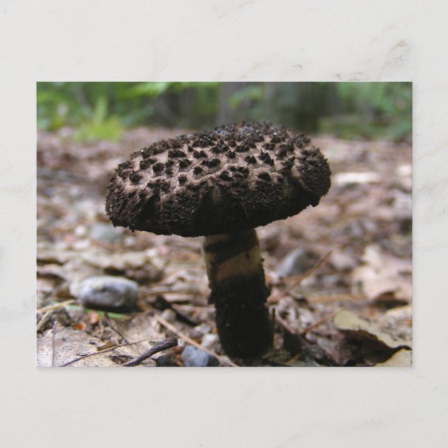Champignons 146 ~ carte postale (Devant)