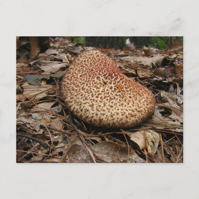 Champignons 149 ~ carte postale (Devant)