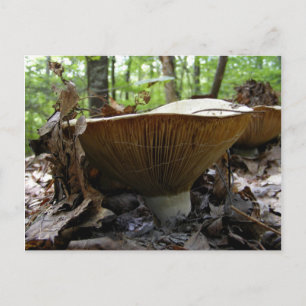 Champignons 161 ~ carte postale