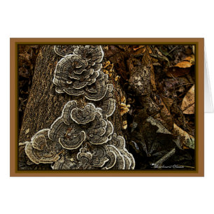 Champignons : Beauté en nature