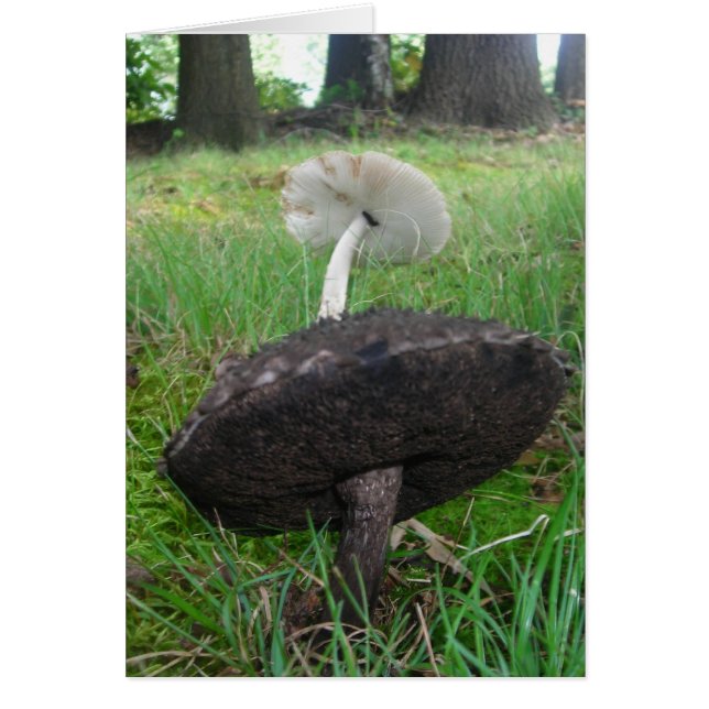 Champignons d'ébène et d'ivoire (Devant)