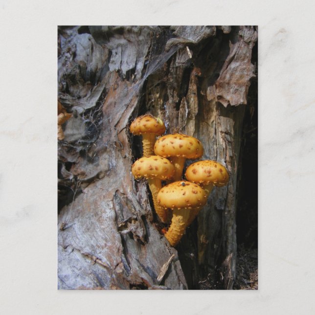 Champignons d'or ~ carte postale (Devant)