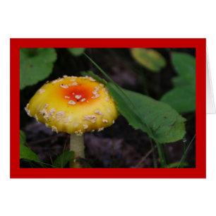 Champignons jaunes Extraordinaires