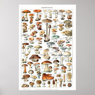 Champignons - Pilzsammlung Poster